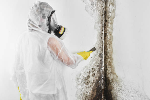 Best Emergency Mold Remediation  in Woodbranch, TX